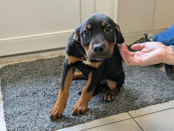 AUTUMN (réservé) QCN