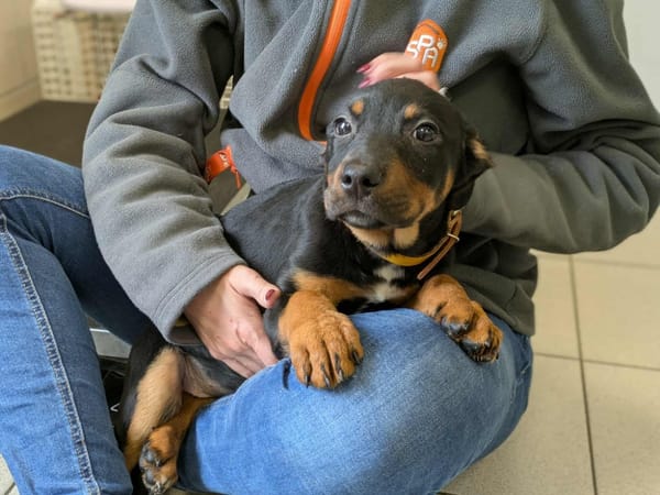 AUTUMN (réservé) QCN