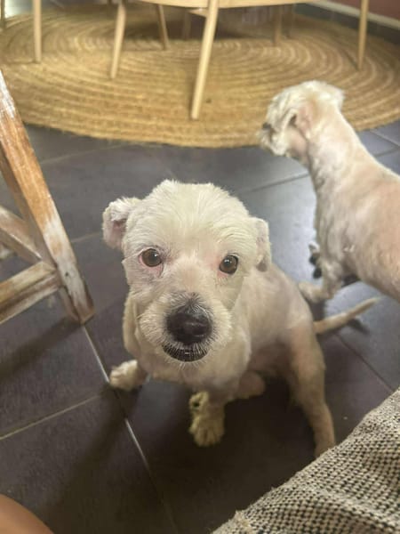 CHABIN la boule d'amour créole