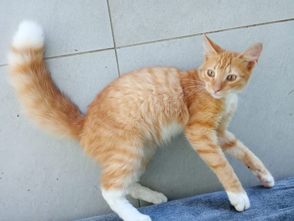 HORUS, chat junior mâle type européen