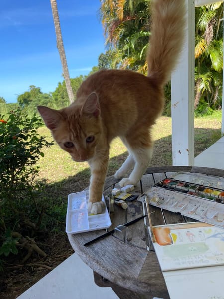 HORUS, chat junior mâle type européen