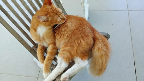 HORUS, chat junior mâle type européen