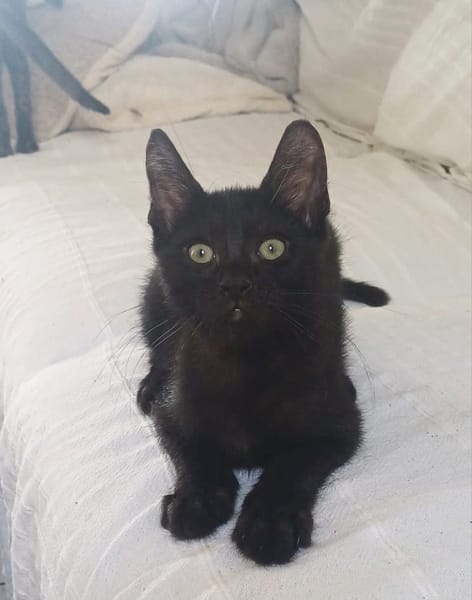 ONYX, chaton mâle, type européen