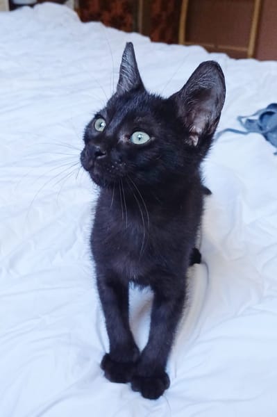 ONYX, chaton mâle, type européen