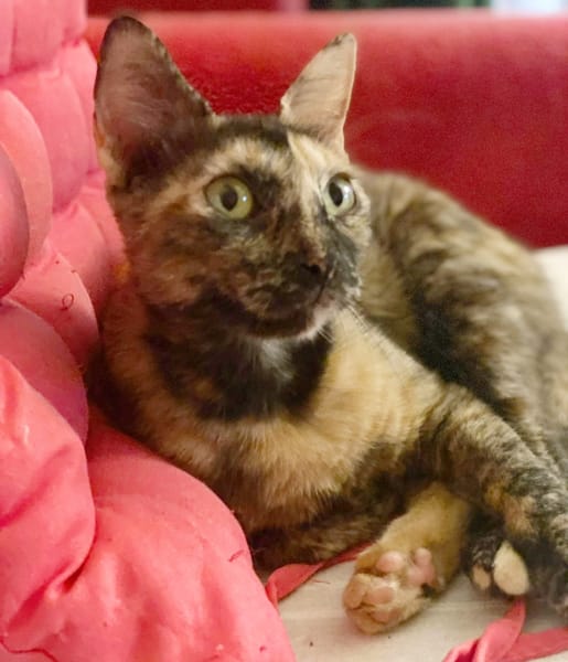 SPHINXY, chat femelle européen