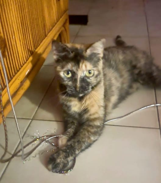 SPHINXY, chat femelle européen