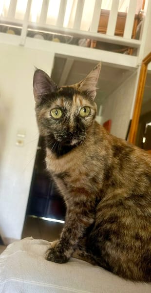 SPHINXY, chat femelle européen