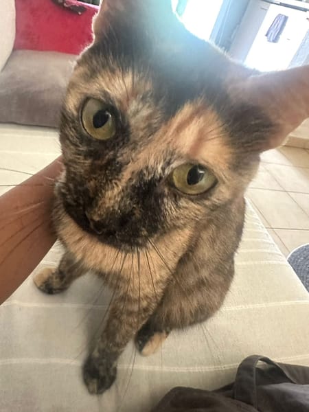 SPHINXY, chat femelle européen