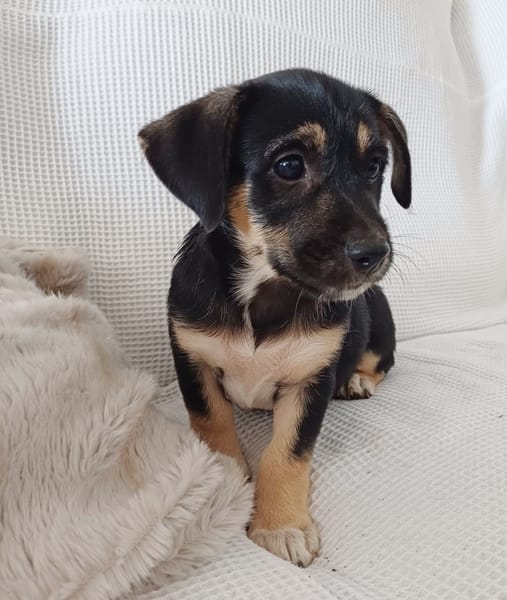 AYLA, chiot femelle Berger Créole