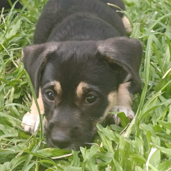 AYLA, chiot femelle Berger Créole