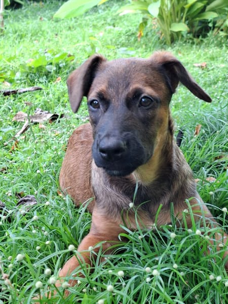 LUMA, chiot Berger Créole femelle