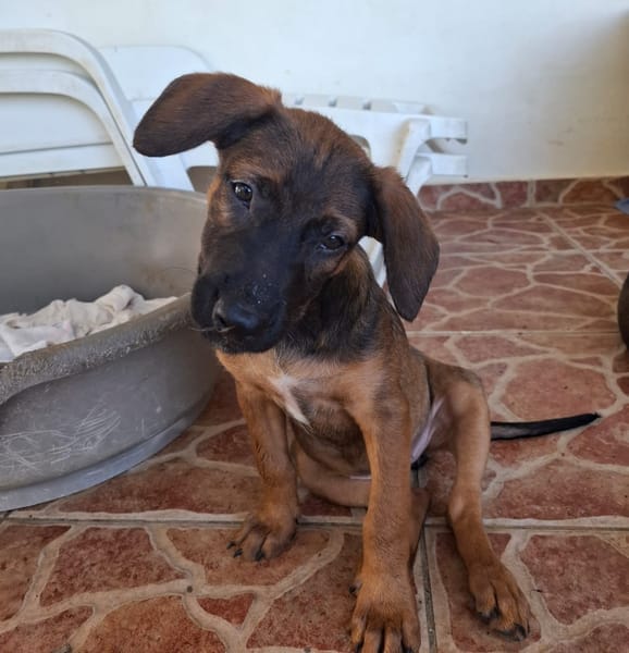 LUMA, chiot Berger Créole femelle