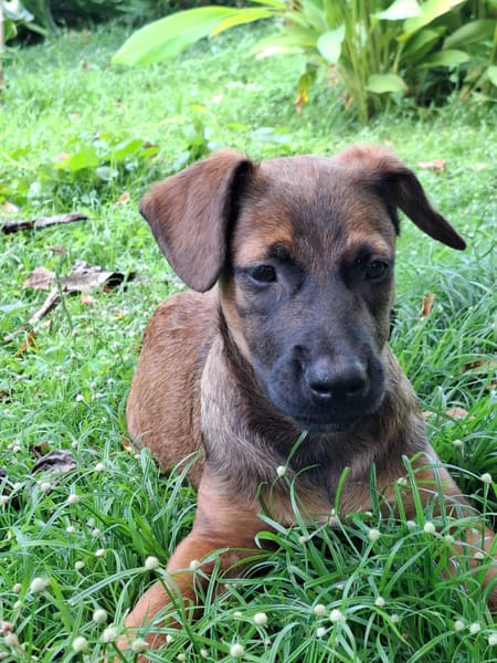 LUMA, chiot Berger Créole femelle