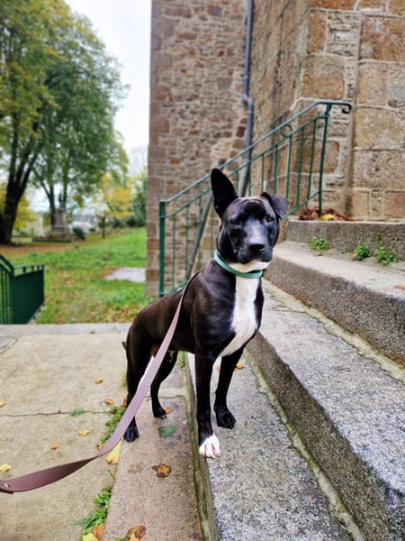 TILOUP Croisé Labrador