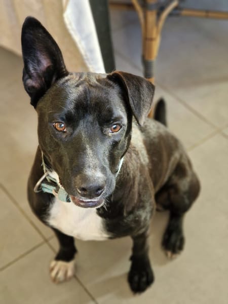 TILOUP Croisé Labrador