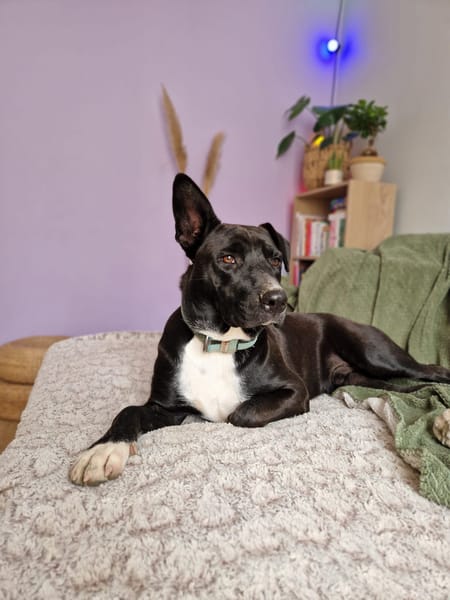 TILOUP Croisé Labrador