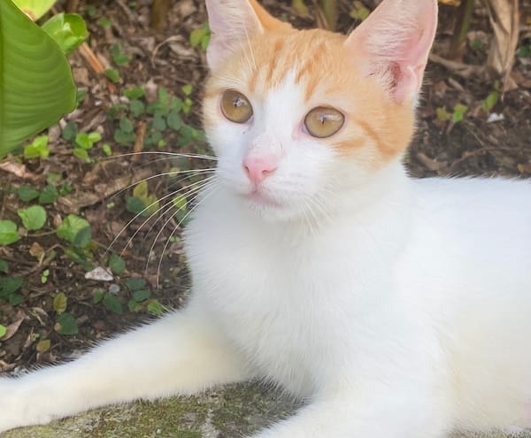 CHARAMELLE, chaton femelle européen