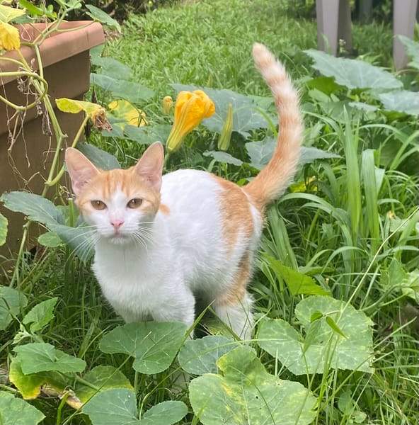 CHARAMELLE, chaton femelle européen