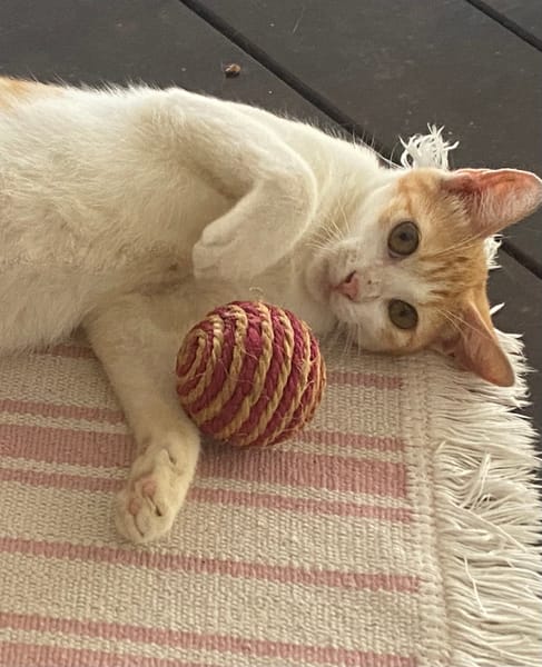 CHARAMELLE, chaton femelle européen