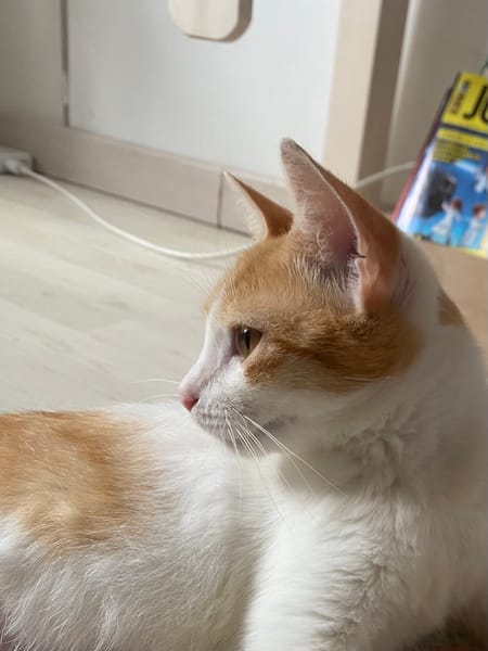 CHARAMELLE, chaton femelle européen