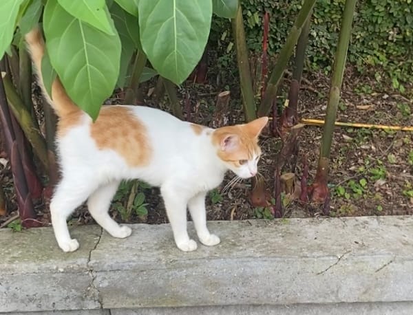 CHARAMELLE, chaton femelle européen