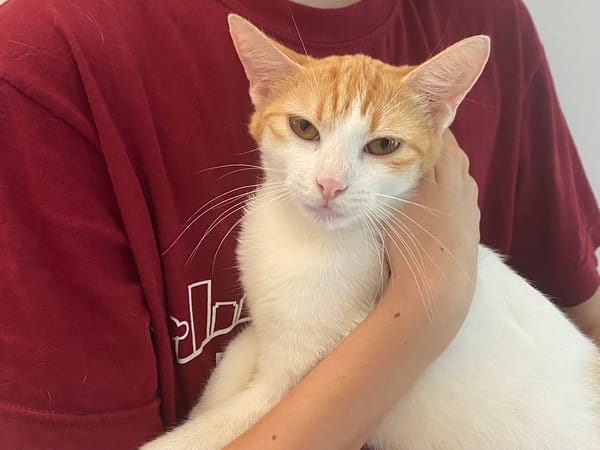 CHARAMELLE, chaton femelle européen