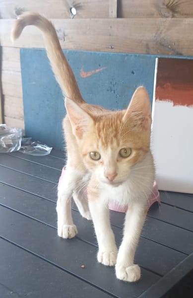 JASPE, chaton mâle, type européen