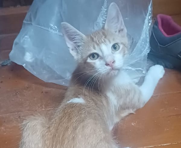JASPE, chaton mâle, type européen