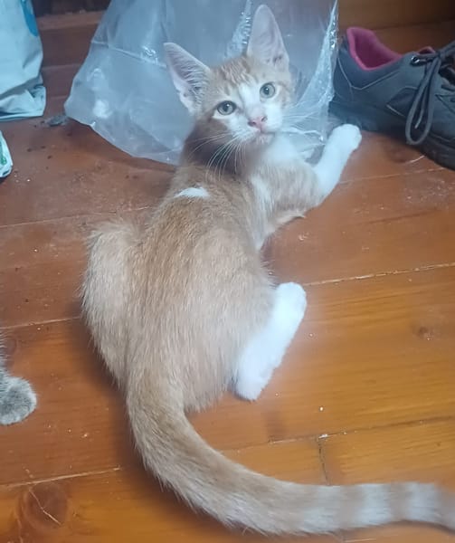 JASPE, chaton mâle, type européen