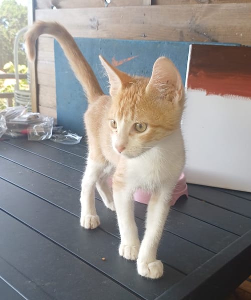 JASPE, chaton mâle, type européen