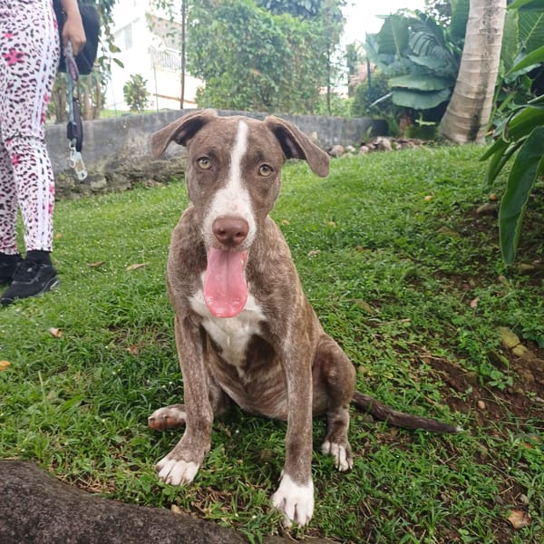 CANDY, chiot femelle Berger Créole