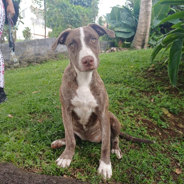 CANDY, chiot femelle Berger Créole
