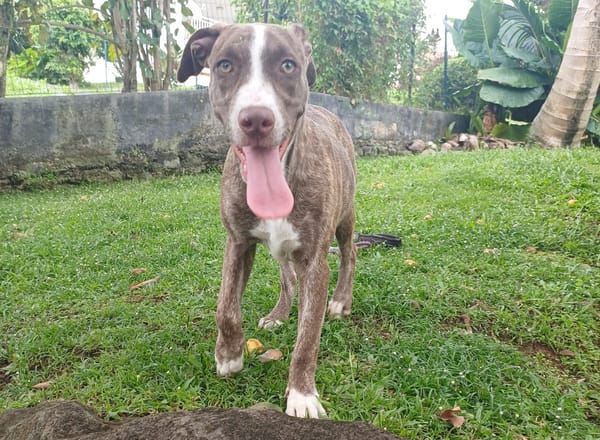 CANDY, chiot femelle Berger Créole