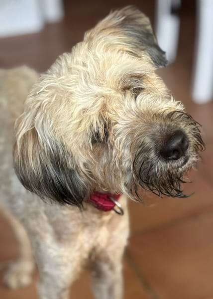 CHAPLIN,  Croisé Griffon Créole junior