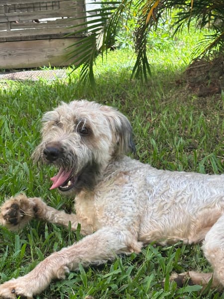 CHAPLIN,  Croisé Griffon Créole junior