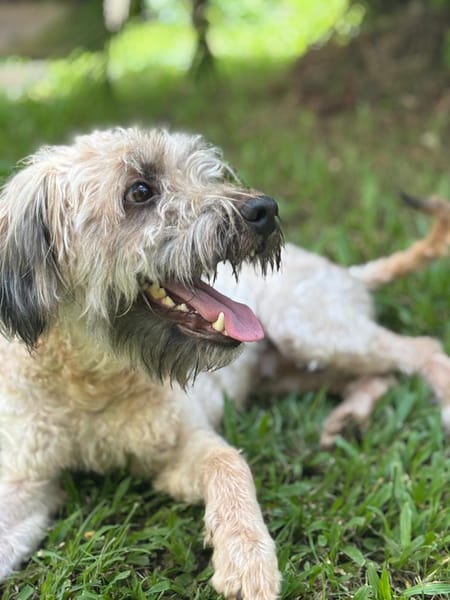CHAPLIN,  Croisé Griffon Créole junior