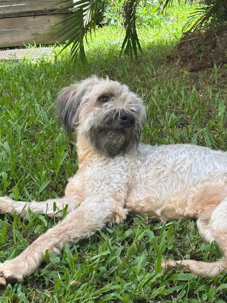 CHAPLIN,  Croisé Griffon Créole junior