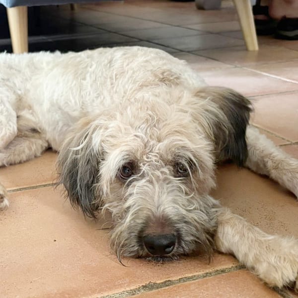 CHAPLIN,  Croisé Griffon Créole junior