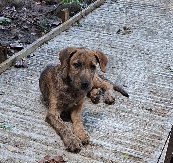 MARGARITA, chiot femelle croisée