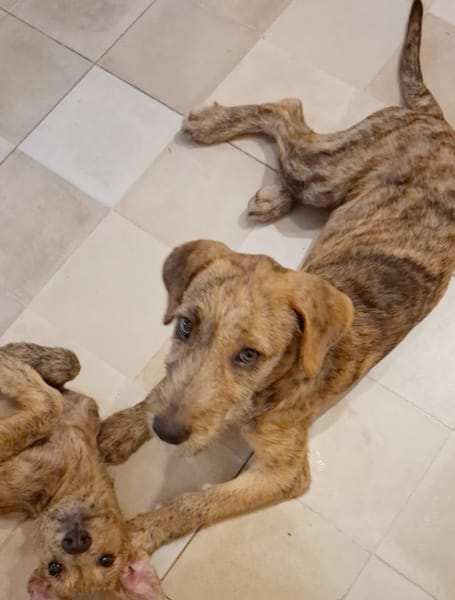 MARGARITA, chiot femelle croisée