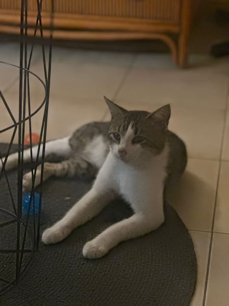 DIDIER, chat européen