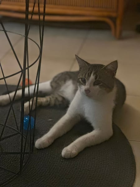 DIDIER, chat européen