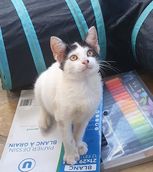 KALICY, chaton femelle européen