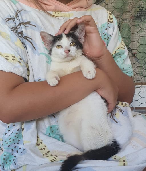 KALICY, chaton femelle européen