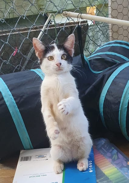 KALICY, chaton femelle européen