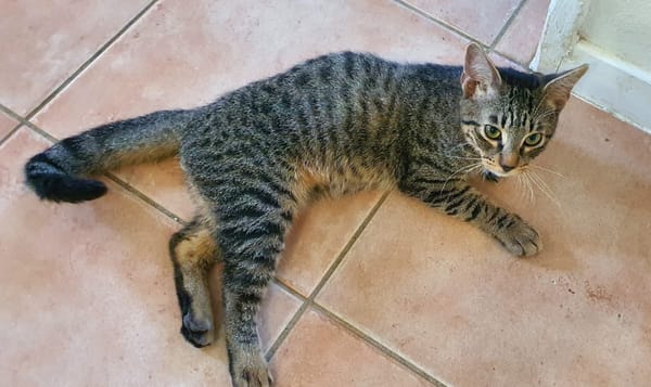 SHAKER, chaton mâle type européen