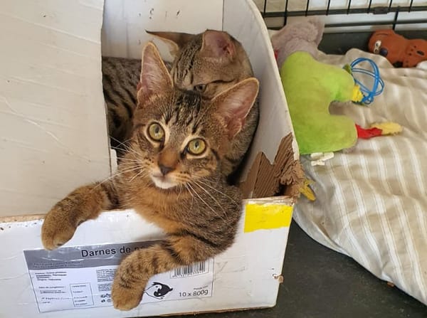 SHAKER, chaton mâle type européen