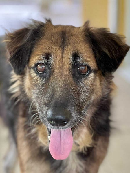 Bobby, un véritable ami