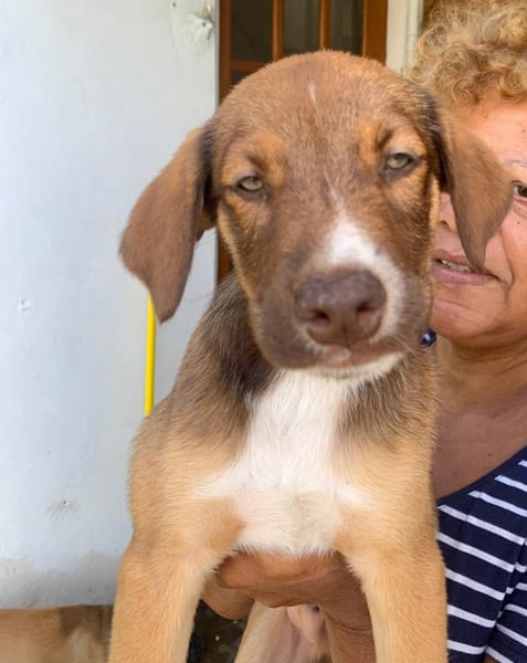 POPPY, chiot Berger Créole mâle