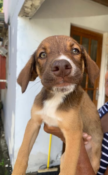 POPPY, chiot Berger Créole mâle